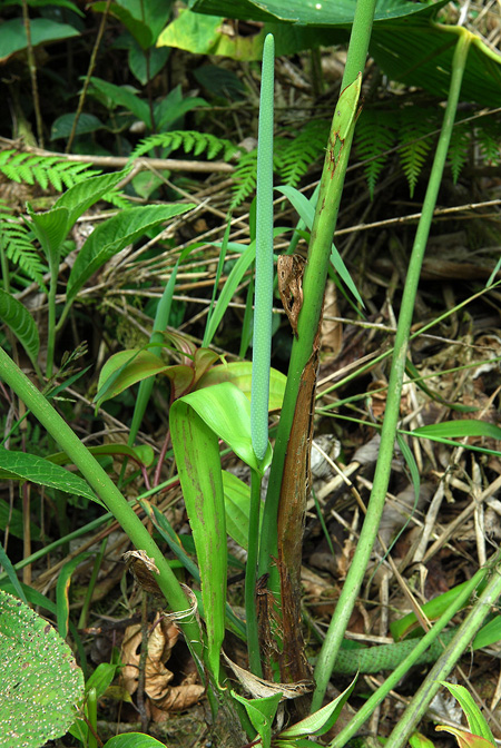 Anthurium pulverulentum