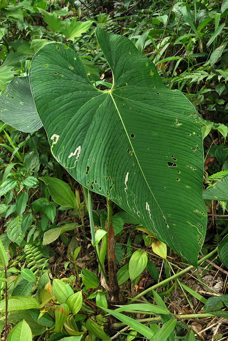 Anthurium pulverulentum