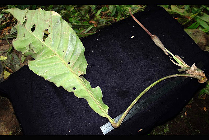 Anthurium purpureospathum