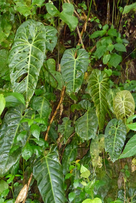 Anthurium queremalense