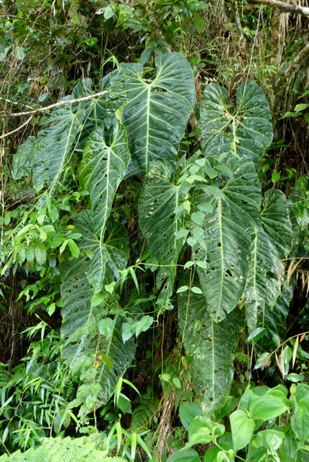 Anthurium queremalense