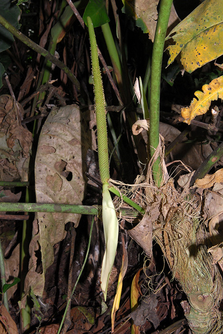 Anthurium queremalense