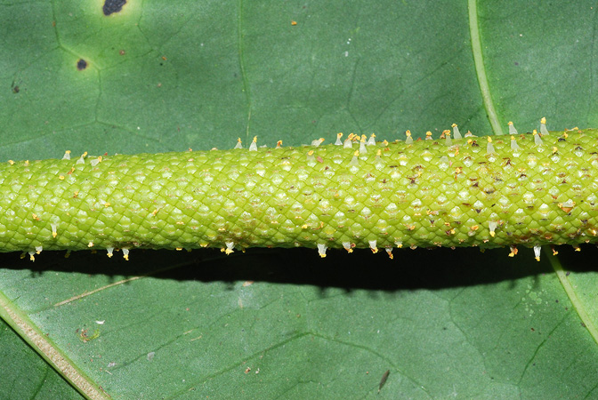 Anthurium queremalense