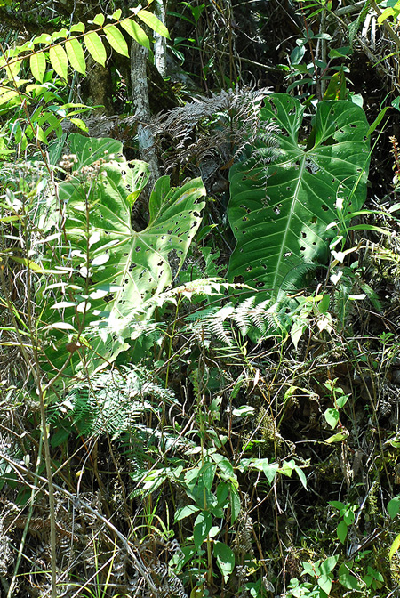 Anthurium queremalense