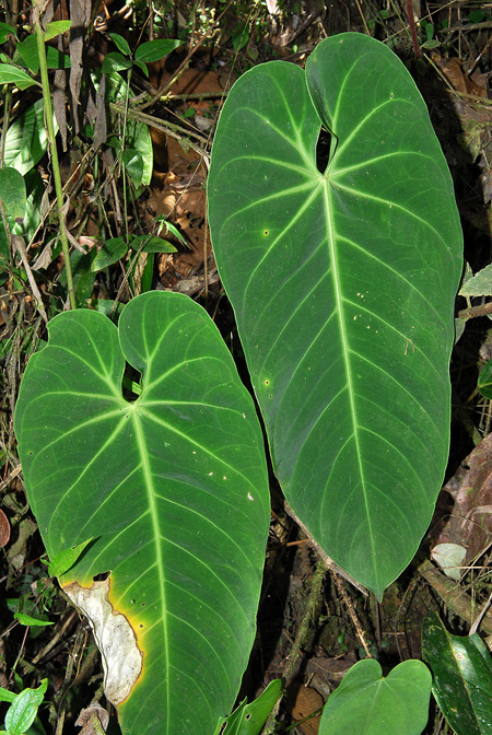 Anthurium queremalense
