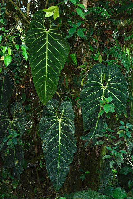 Anthurium queremalense