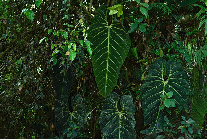 Anthurium queremalense