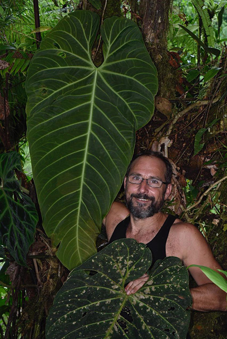Anthurium queremalense