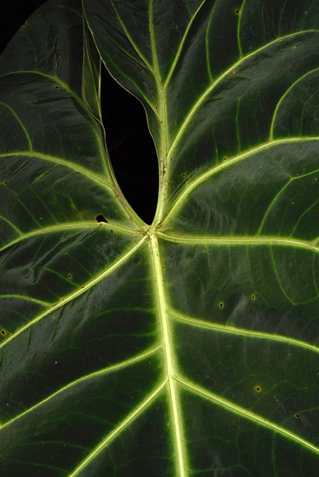 Anthurium queremalense