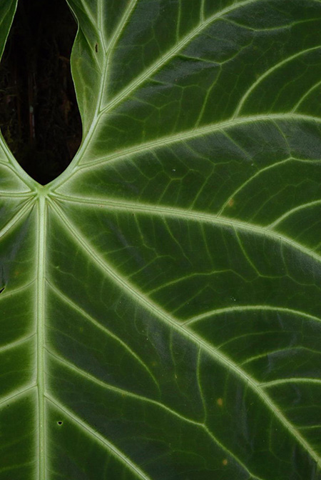 Anthurium queremalense