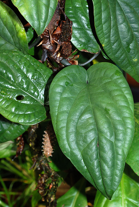 Anthurium radicans