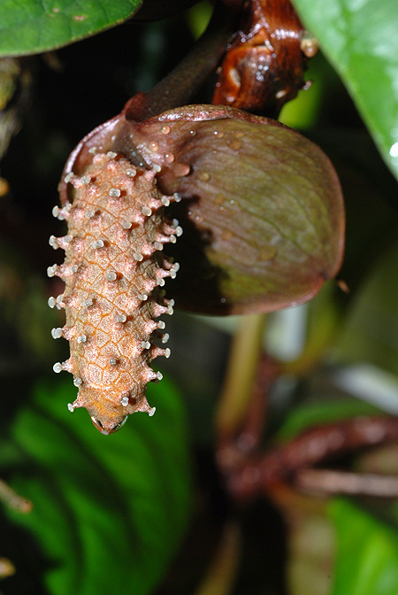 Anthurium radicans