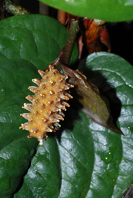 Anthurium radicans