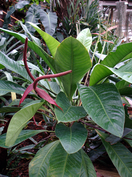 Anthurium ramonense