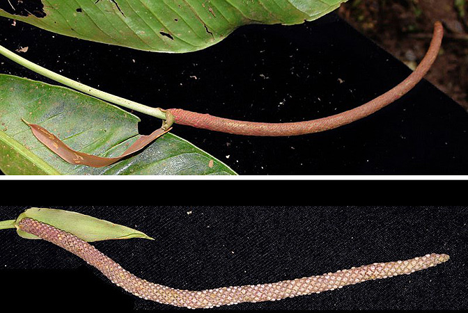 Anthurium ramonense