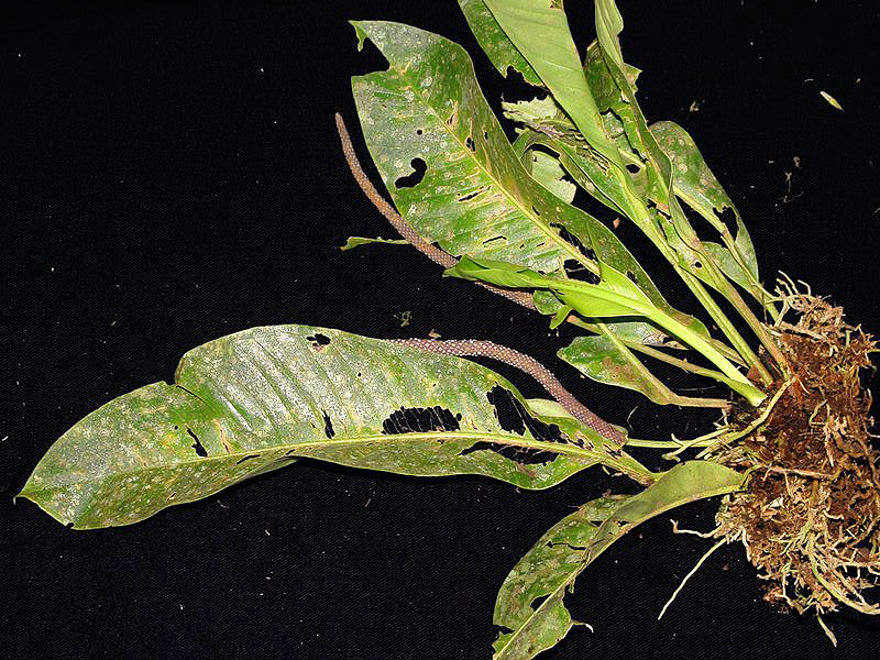 Anthurium ramonense