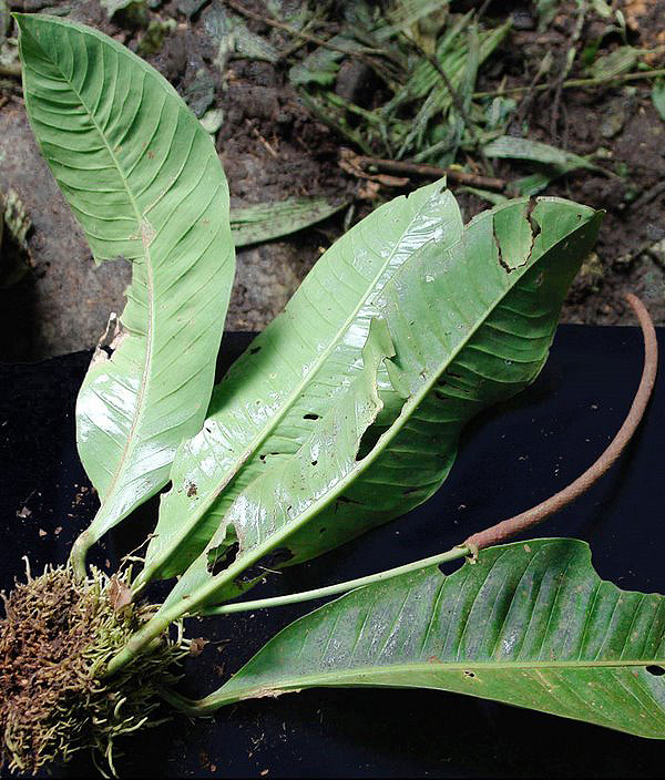 Anthurium ramonense