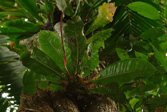 Anthurium ramonense