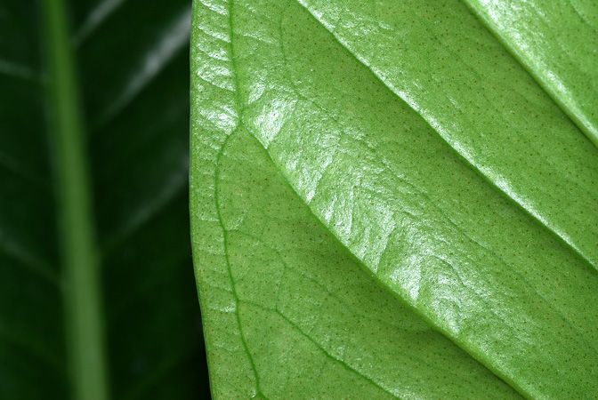 Anthurium ramonense