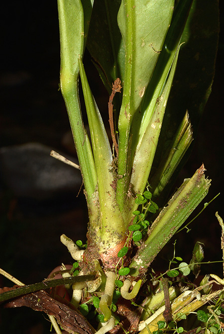Anthurium raphaelense