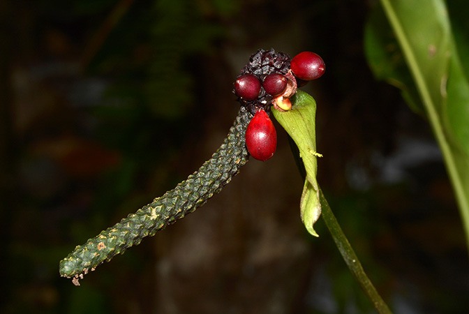 Anthurium raphaelense