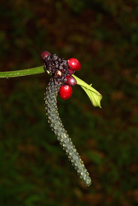 Anthurium raphaelense
