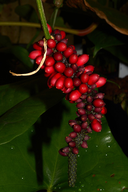 Anthurium raphaelense