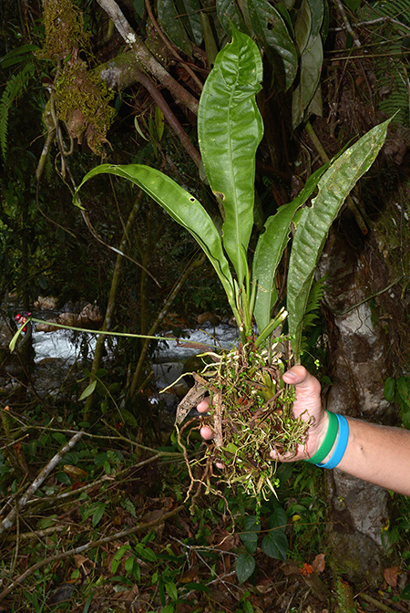 Anthurium raphaelense