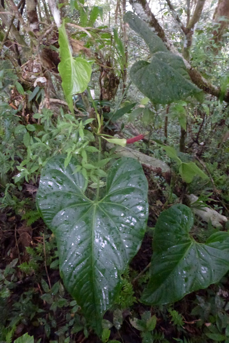 Anthurium ravenii