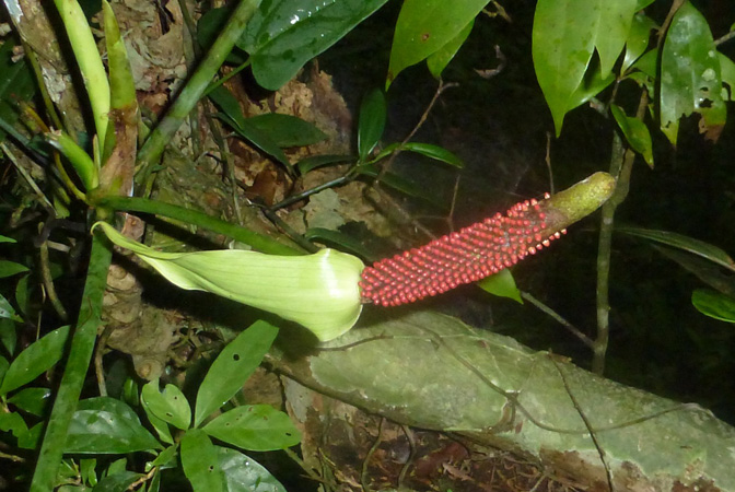 Anthurium ravenii