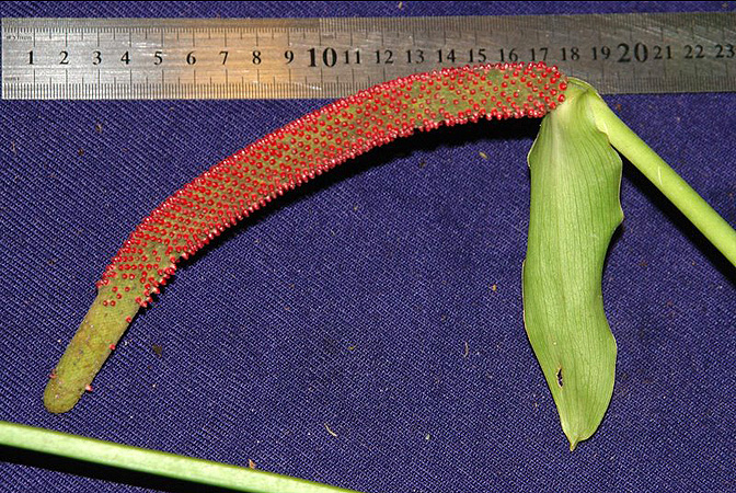 Anthurium ravenii
