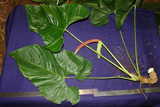 Anthurium ravenii