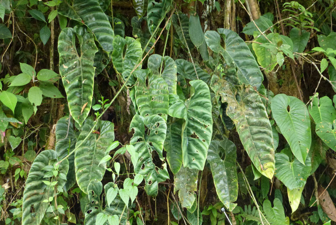 Anthurium recavum