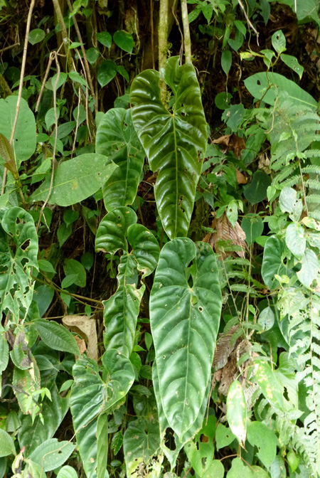 Anthurium recavum