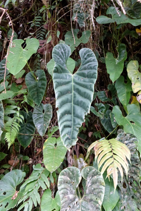 Anthurium recavum