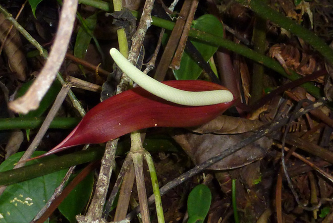 Anthurium recavum