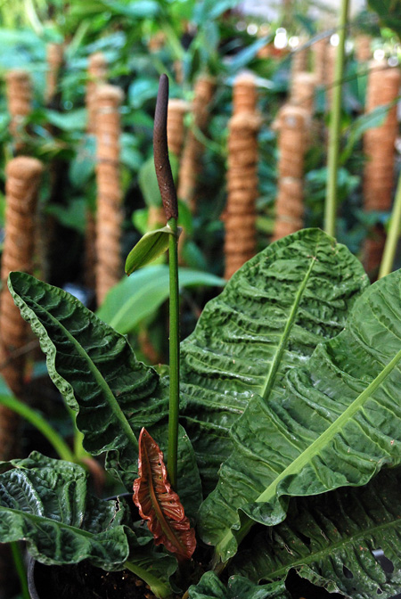 Anthurium reflexinervium
