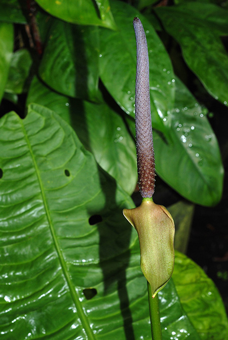 Anthurium reflexinervium