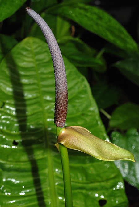 Anthurium reflexinervium