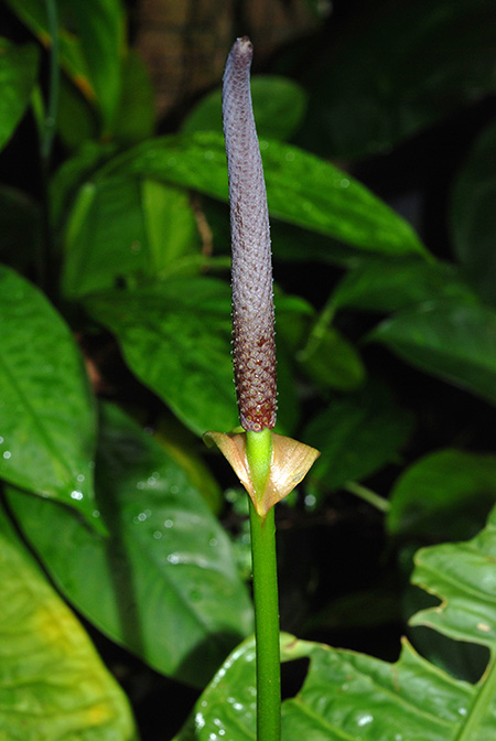 Anthurium reflexinervium