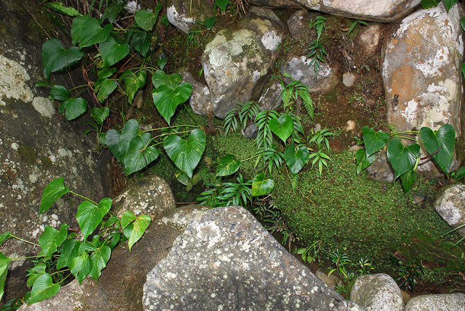 Anthurium rivulare