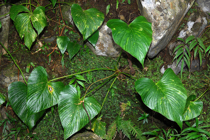 Anthurium rivulare