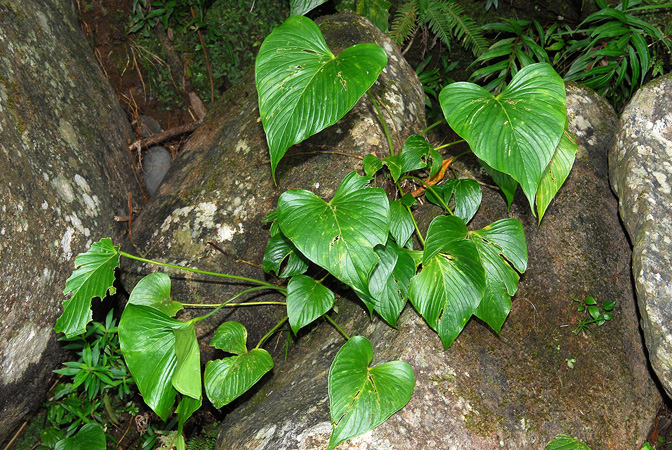 Anthurium rivulare