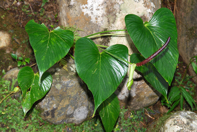 Anthurium rivulare