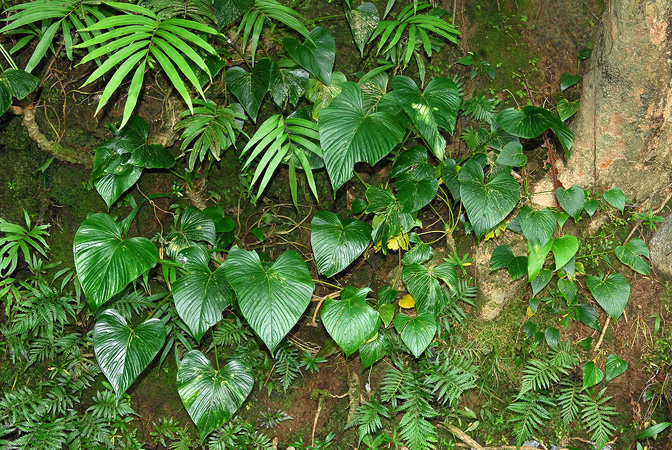 Anthurium rivulare