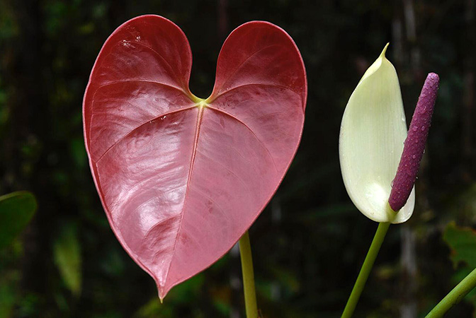 Anthurium roseospadix