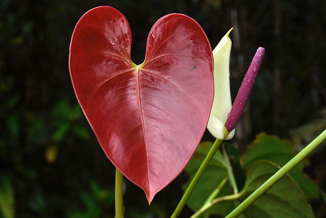 Anthurium roseospadix