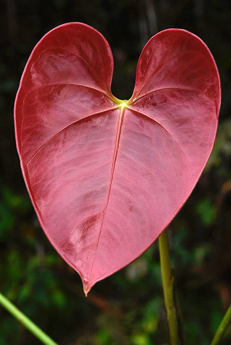 Anthurium roseospadix