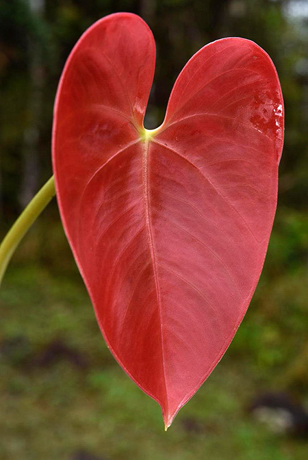 Anthurium roseospadix