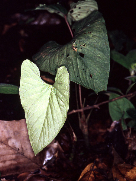 Anthurium sagittatum